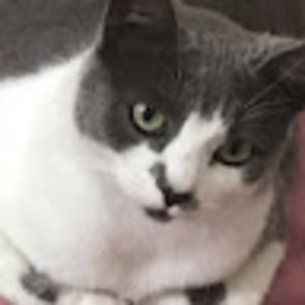 Meet your Posher, Emma